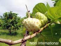 noni2.jpg